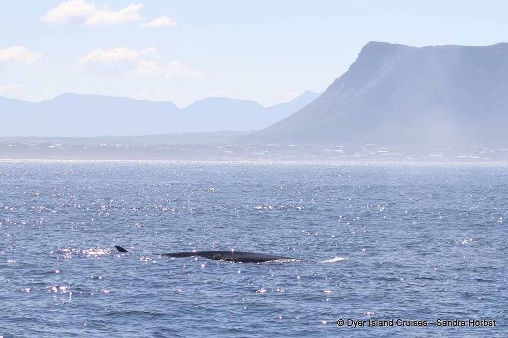 whale watching, gansbaai, south africa, bryde's whale