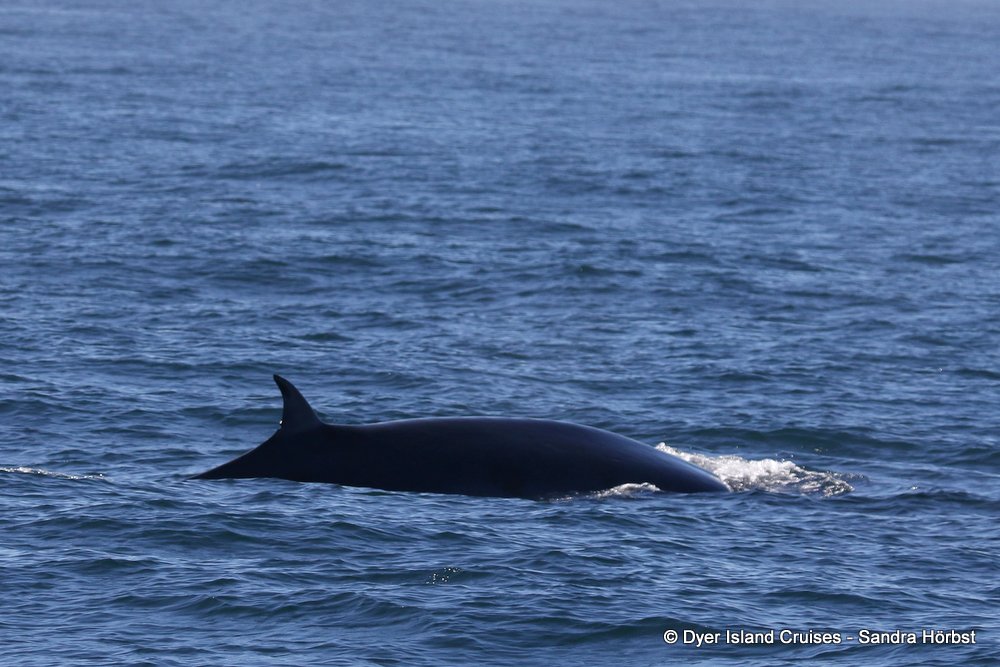 whale watching, gansbaai, south africa, whale dorsal fin