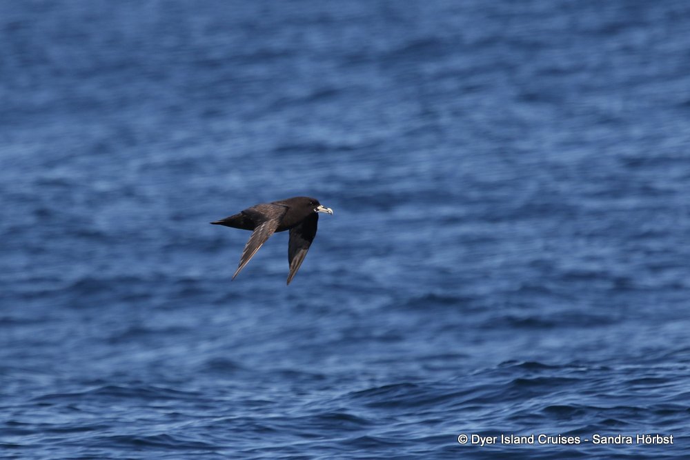 whale watching, gansbaai, south africa, petrel