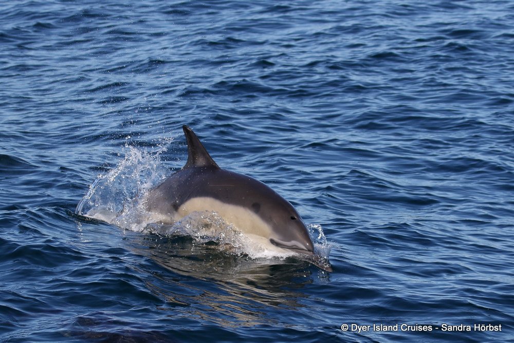 whale watching, gansbaai, south africa, dolphin