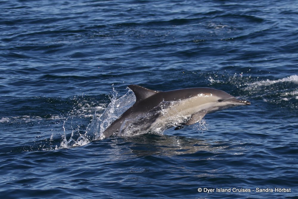 whale watching, gansbaai, south africa,