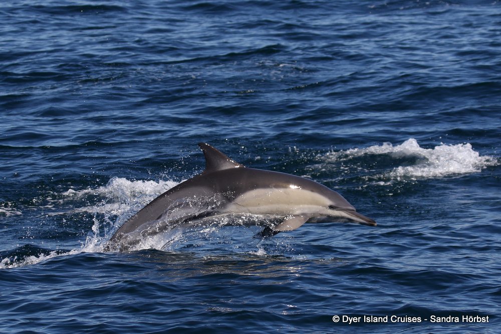 whale watching, gansbaai, south africa, common dolphin leaping