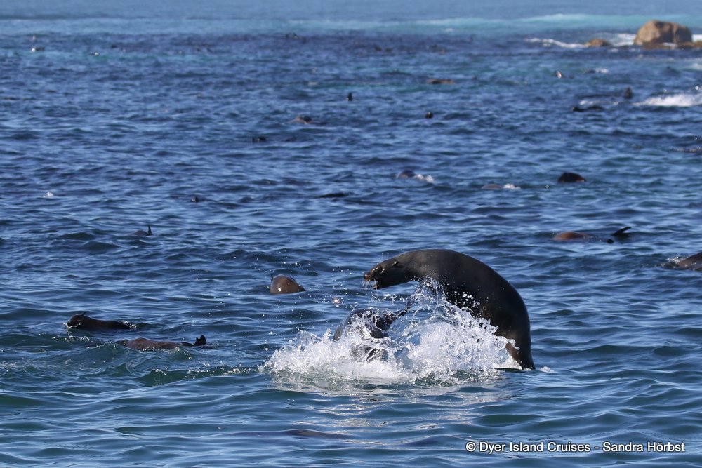 whale watching, gansbaai, south africa, cape fur seal