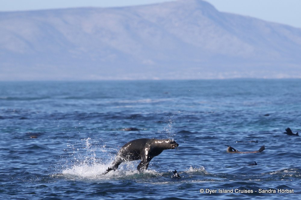 Marine Big 5 Daily Blog 22 April