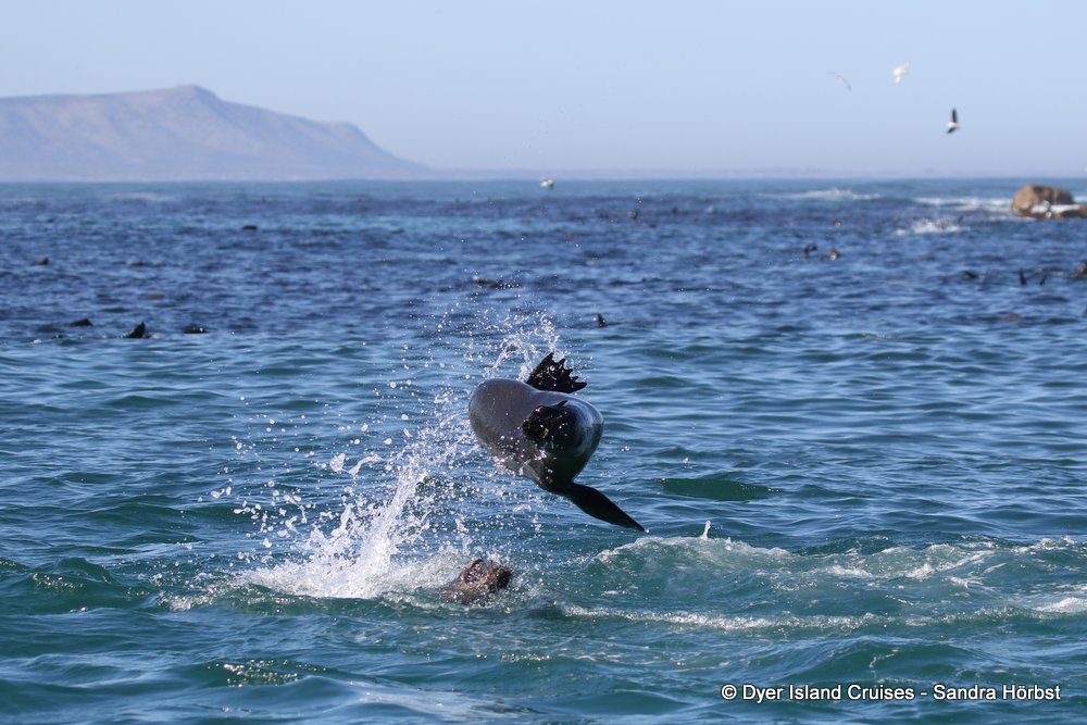 whale watching, gansbaai, south africa, cape fur seal