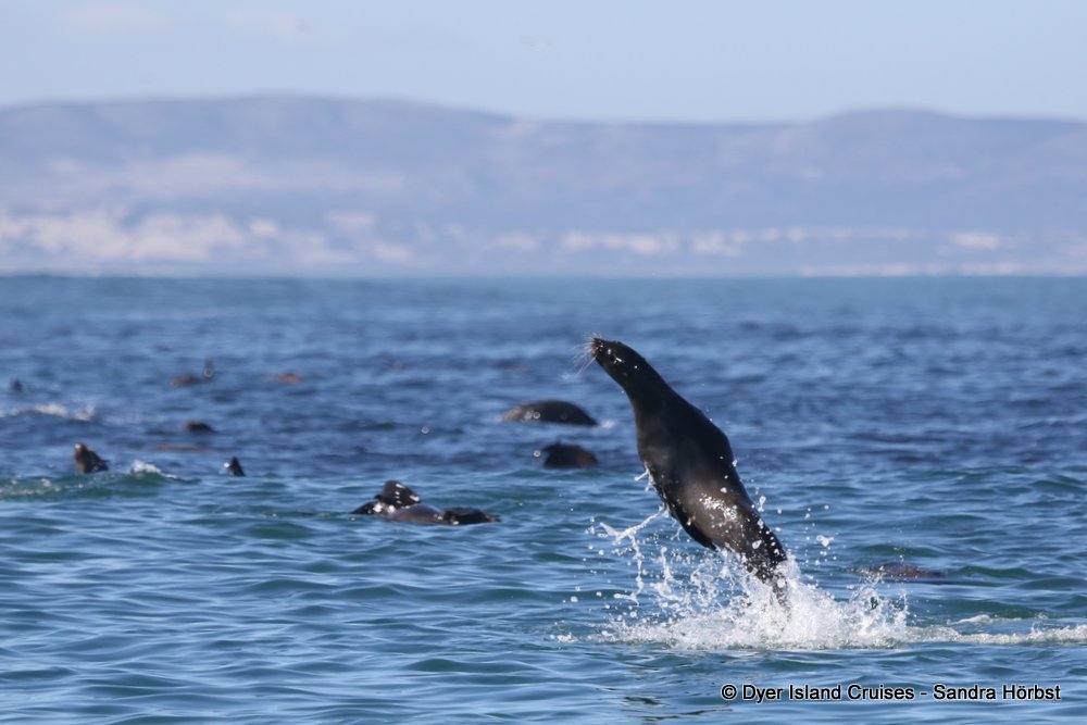 whale watching, gansbaai, south africa, cape fur seal