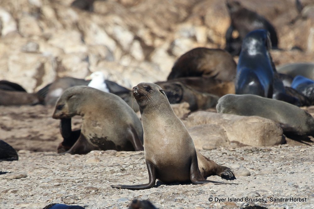 whale watching, gansbaai, south africa, cape fur seal