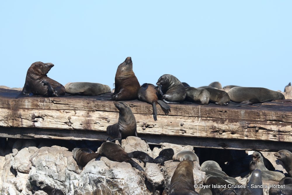 whale watching, gansbaai, south africa, cape fur seal
