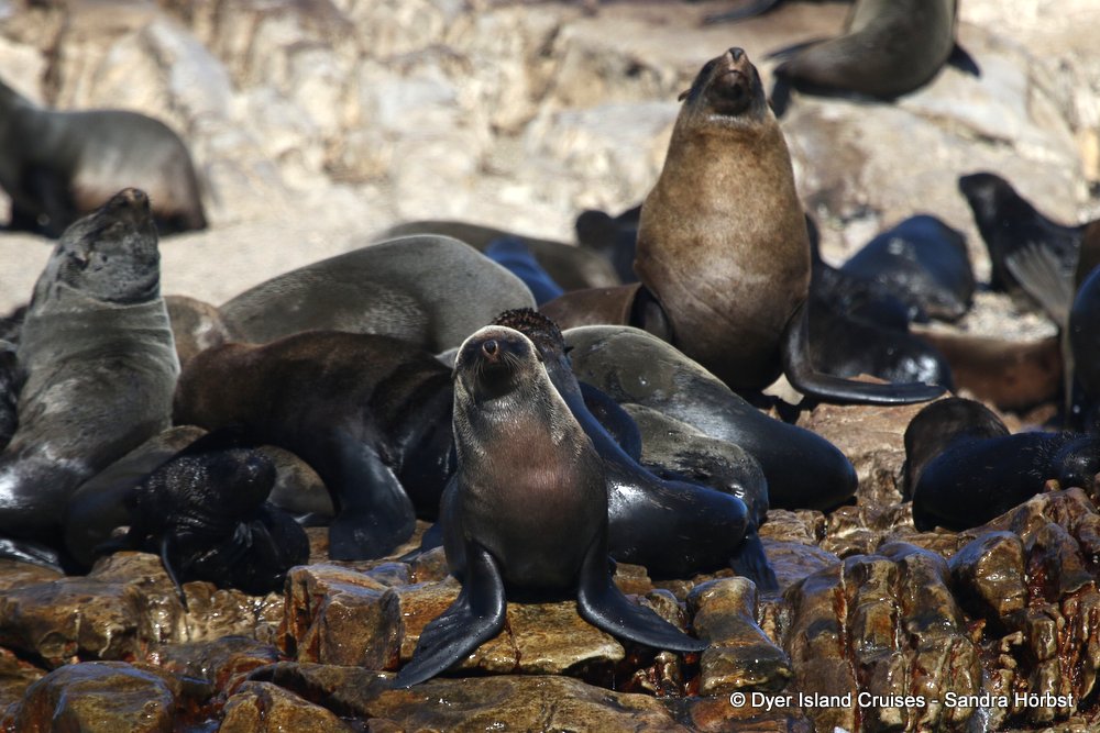 whale watching, gansbaai, south africa, cape fur seal