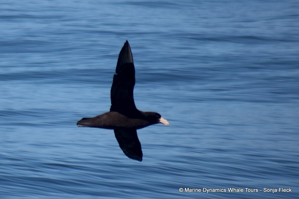 whale watching, gansbaai, south africa, Giant Petrel