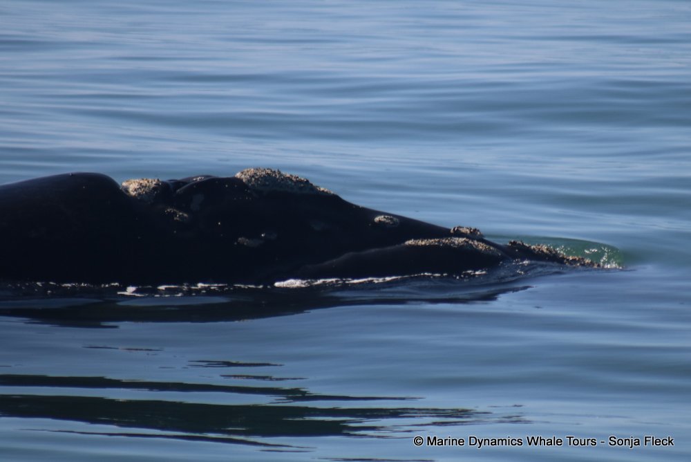whale watching, gansbaai, south africa, Southern Right whale