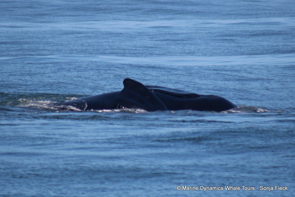 whale watching, gansbaai, south africa, Southern Right whale