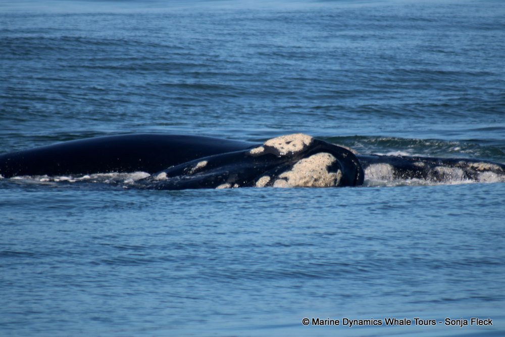 whale watching, gansbaai, south africa, Southern Right whale