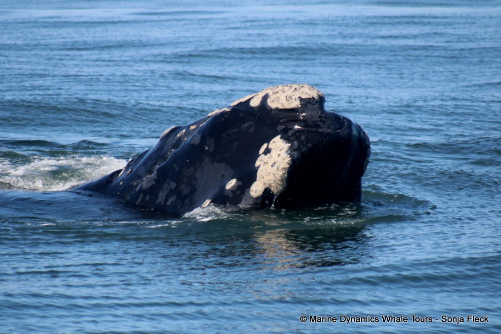 whale watching, gansbaai, south africa, Southern Right whale