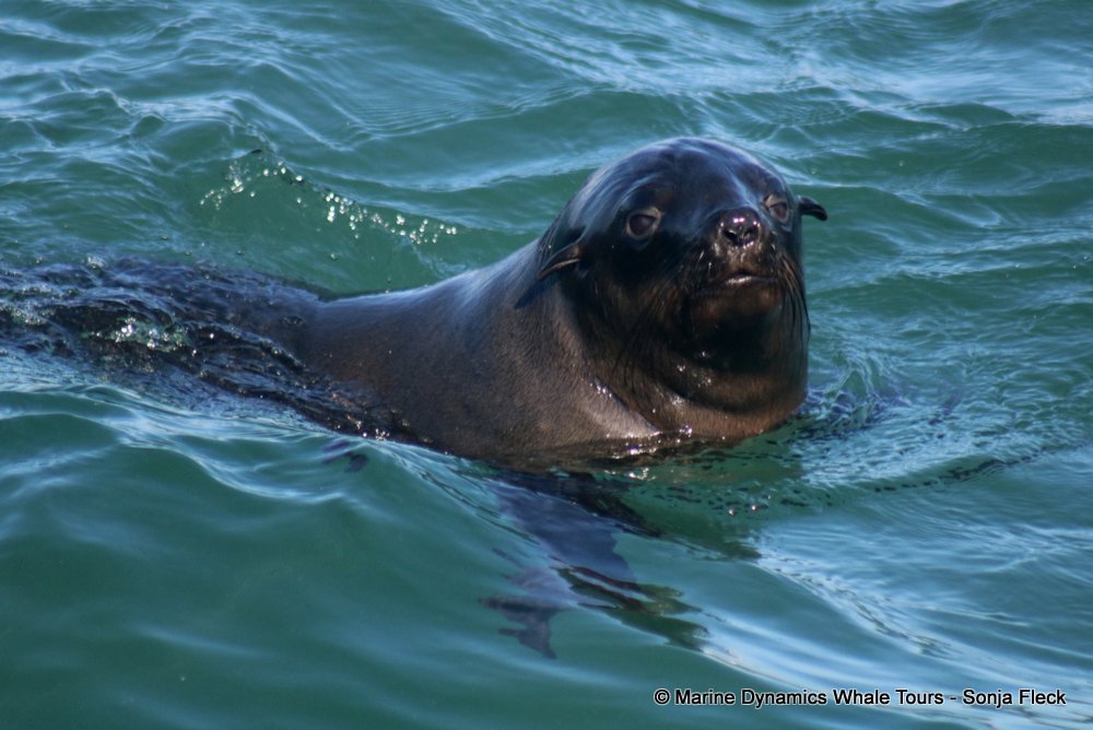 whale watching, gansbaai, south africa, Cape fur seals