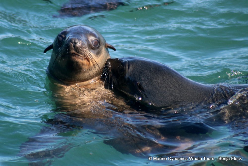 whale watching, gansbaai, south africa, Cape fur seals