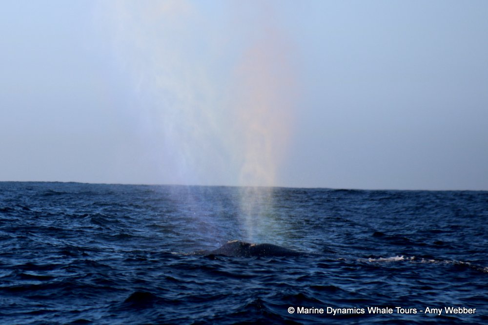 whale watching, gansbaai, south africa, southern right whale