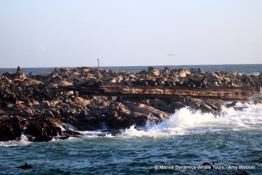 whale watching, gansbaai, south africa,, geyser rock