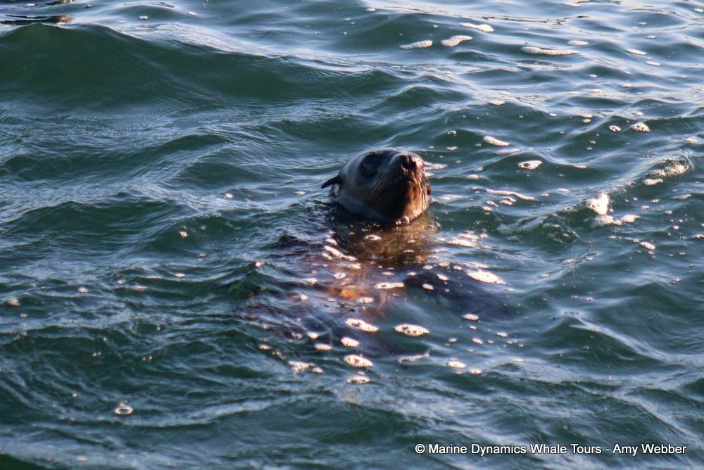 whale watching, gansbaai, south africa, cape fur seal