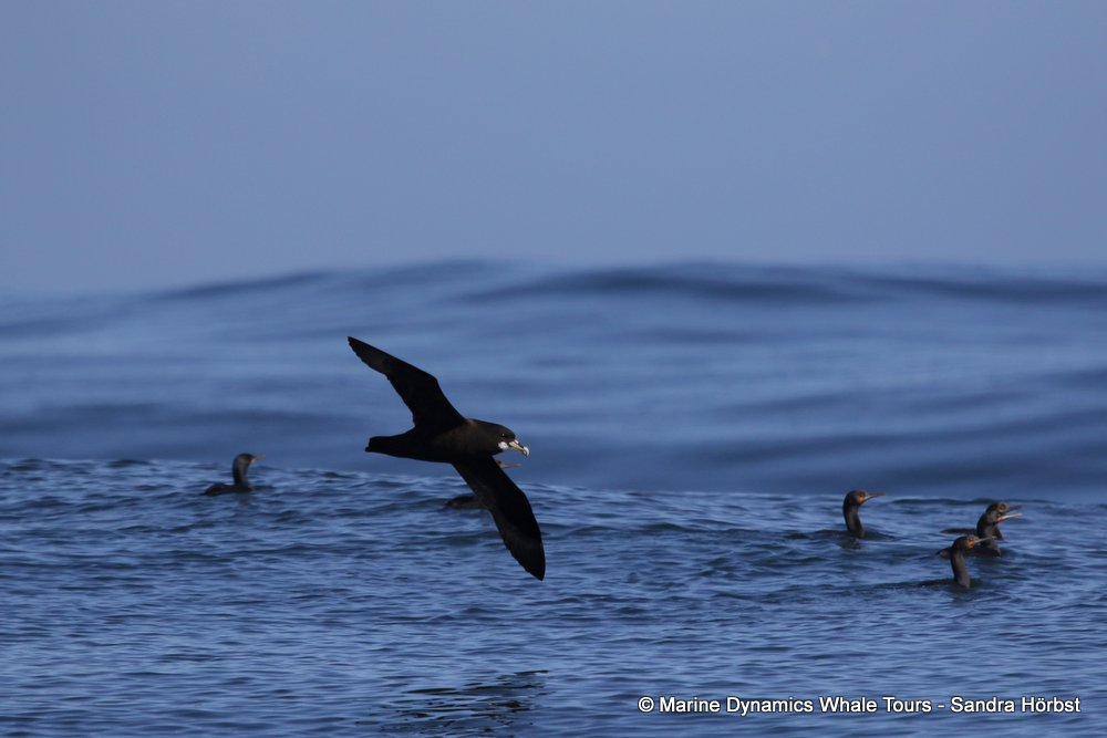 whale watching, gansbaai, south africa, white-chinned petrel