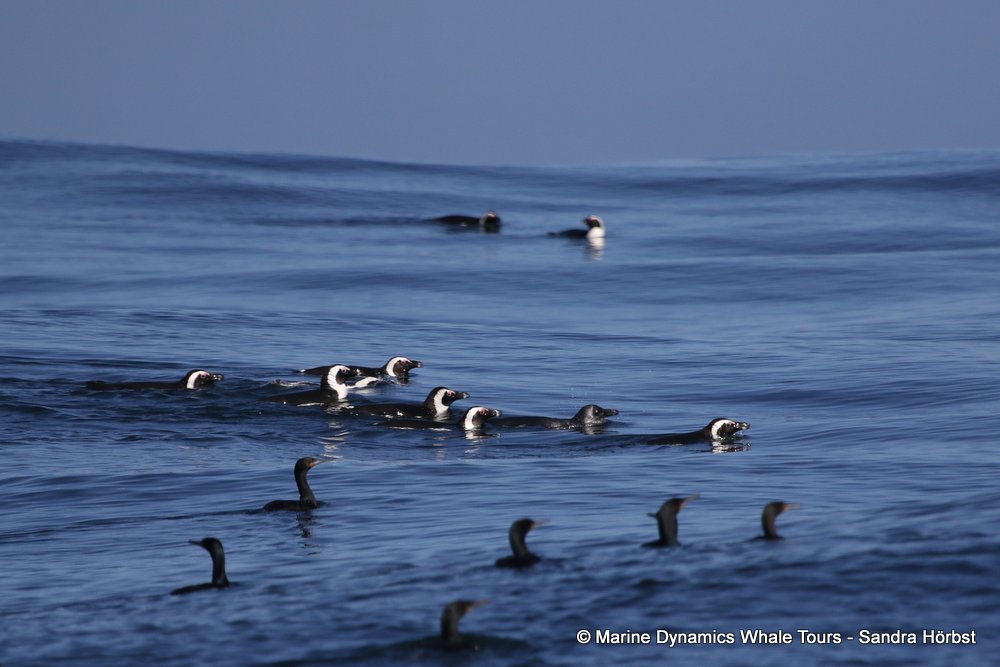 whale watching, gansbaai, south africa, penguins