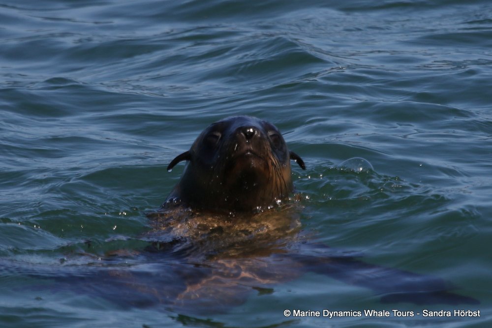 whale watching, gansbaai, south africa, cape fur seal