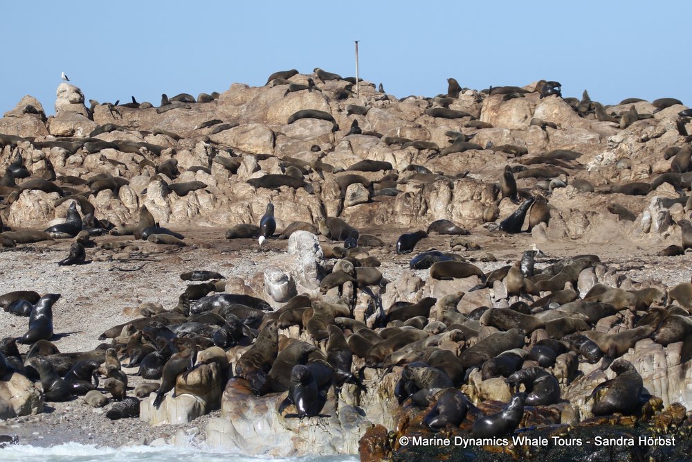 whale watching, gansbaai, south africa, geyser rock