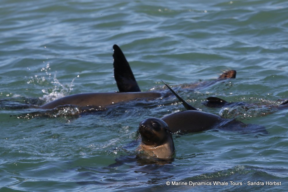 whale watching, gansbaai, south africa, Cape fur seals