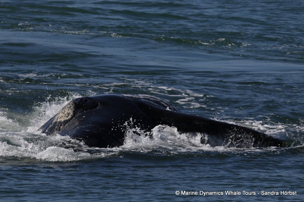 whale watching, gansbaai, south africa, whale
