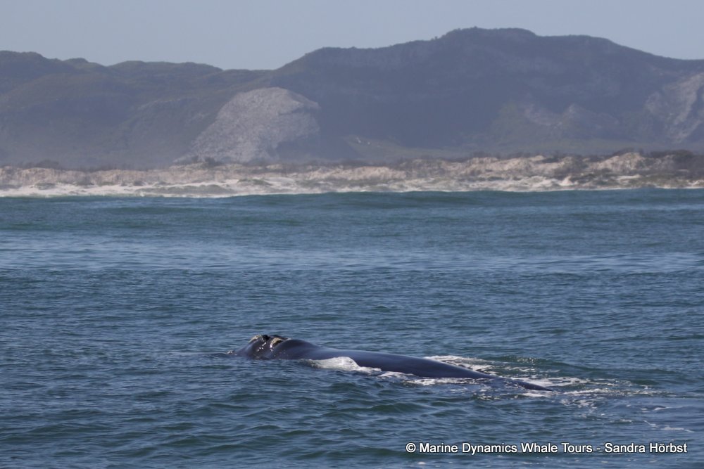 whale watching, gansbaai, south africa, southern right whale