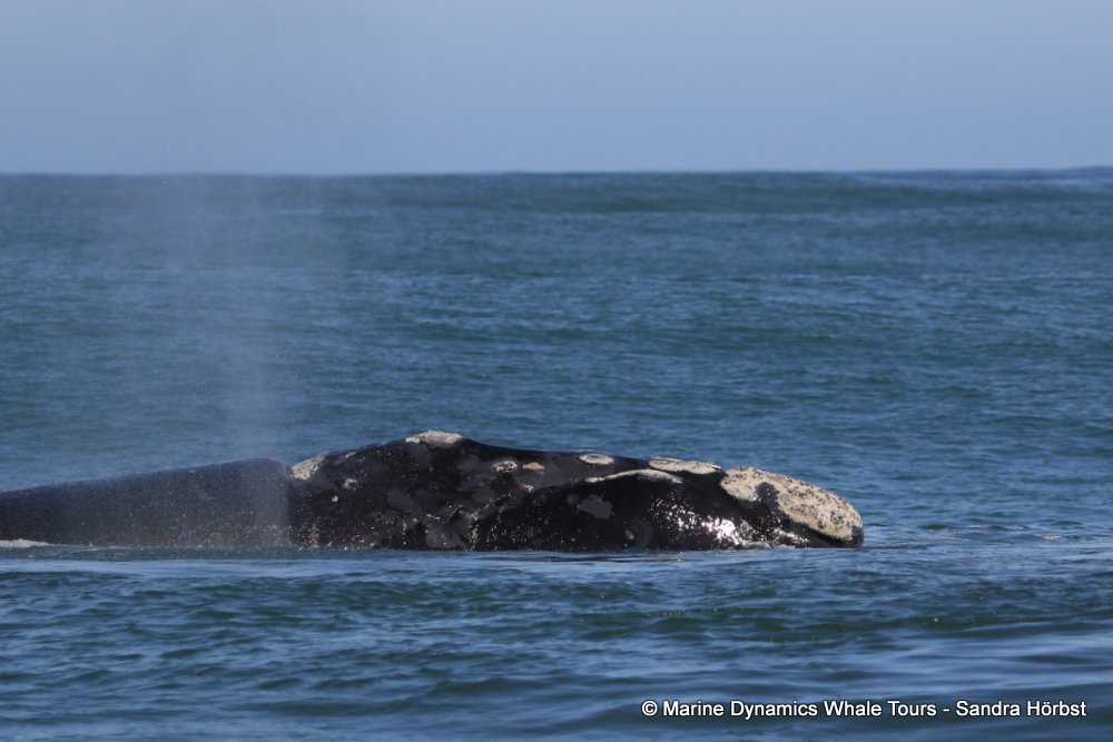 whale watching, gansbaai, south africa, southern right whale