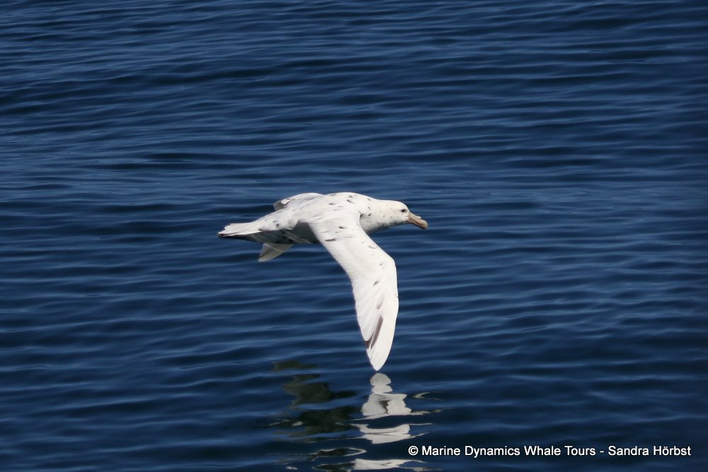 whale watching, gansbaai, south africa, giant petrel