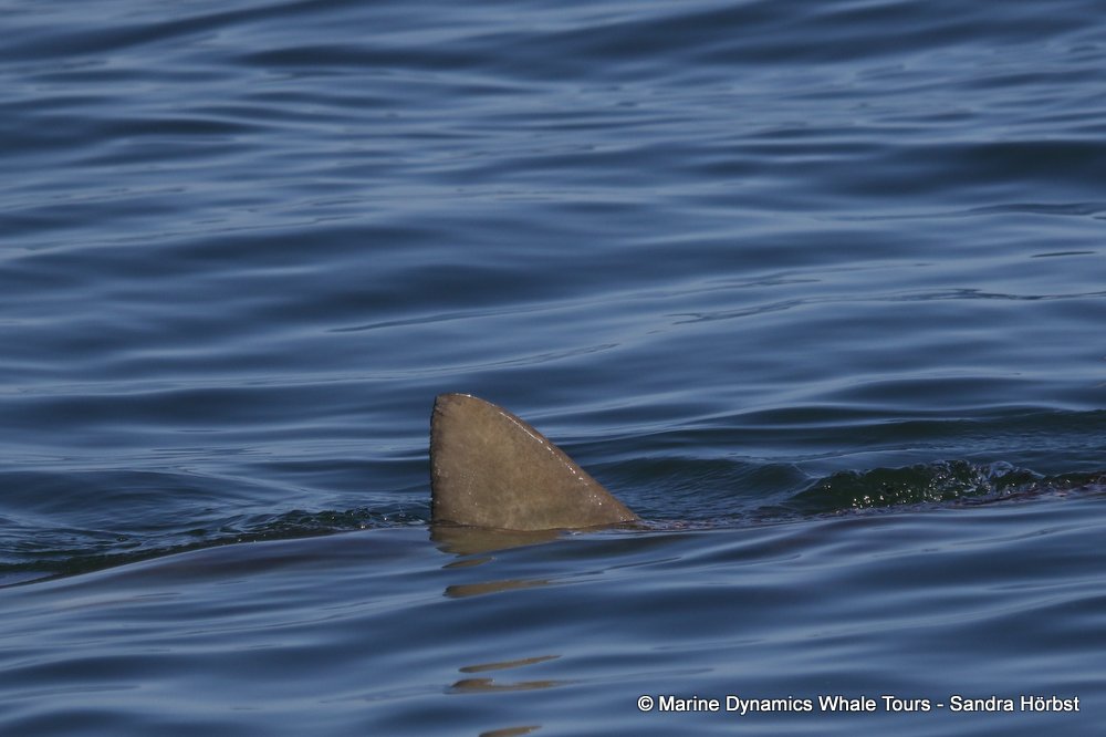 whale watching, gansbaai, south africa, bronze whaler shark