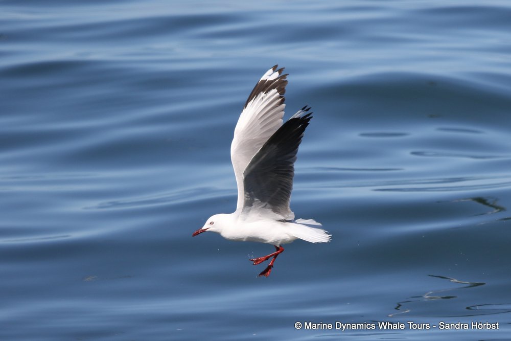 whale watching, gansbaai, south africa, gull