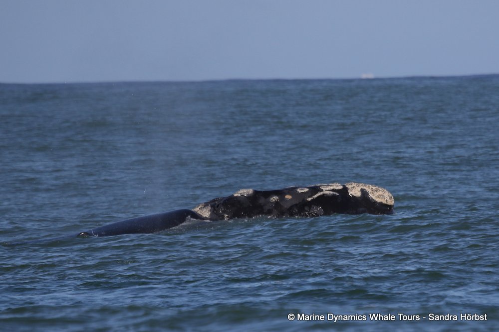 whale watching, gansbaai, south africa,southern right whale