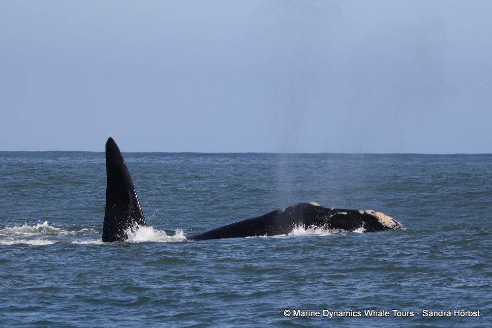 whale watching, gansbaai, south africa, southern right whale
