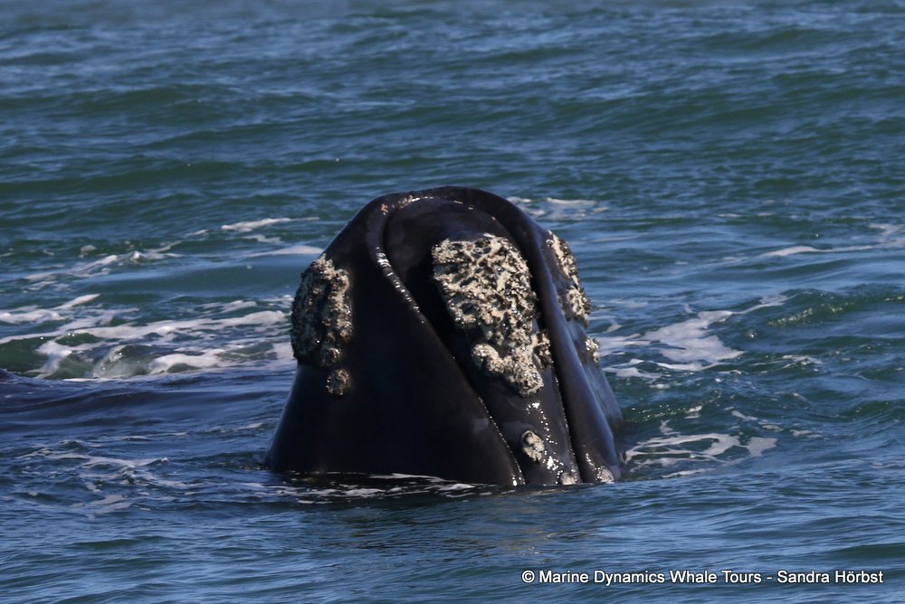 Marine Big 5 Daily Blog 20 August