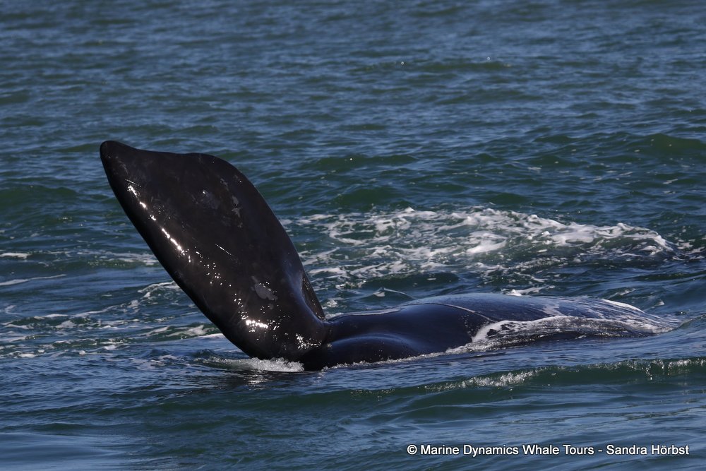 whale watching, gansbaai, south africa, whale flipper