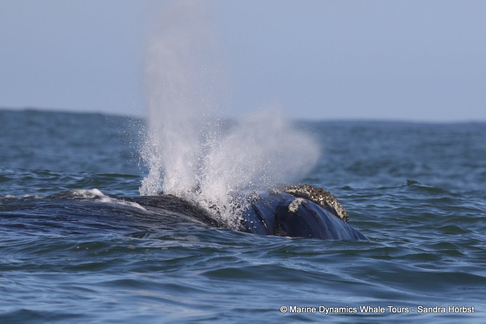 whale watching, gansbaai, south africa, whale blow