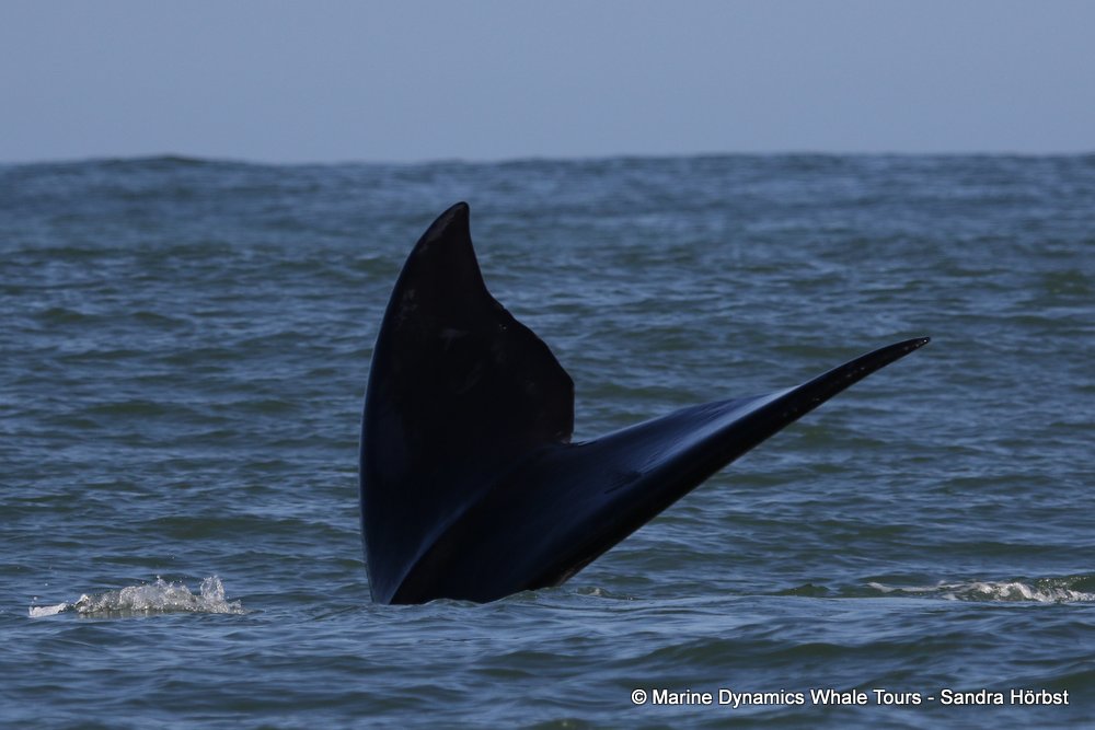 whale watching, gansbaai, south africa, fluke
