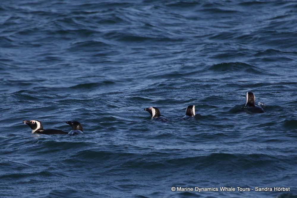 whale watching, gansbaai, south africa, penguins