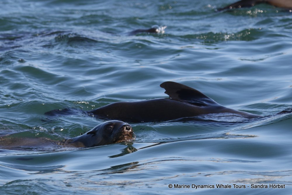 whale watching, gansbaai, south africa, cape fur seal
