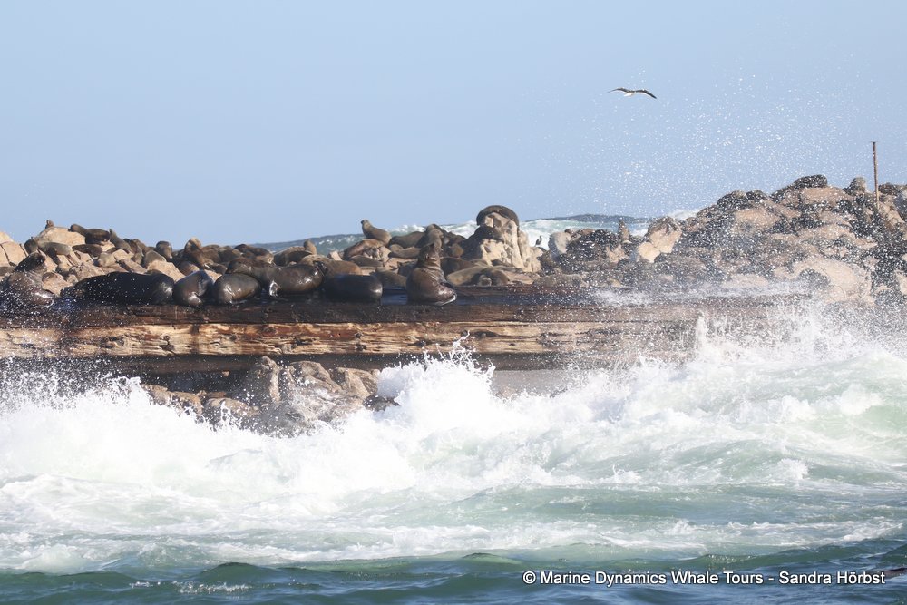 whale watching, gansbaai, south africa, cape fur seal on ship wreck