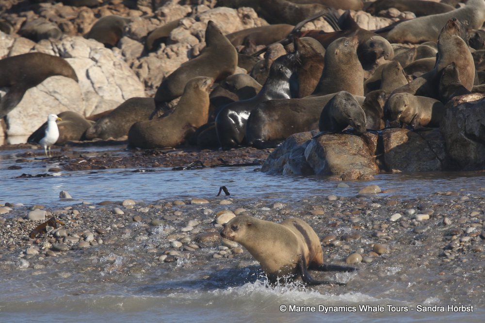 whale watching, gansbaai, south africa, fur seal