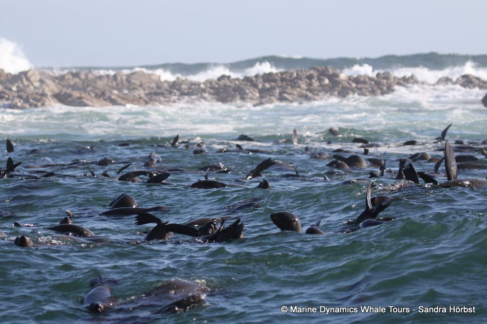 whale watching, gansbaai, south africa, shark alley