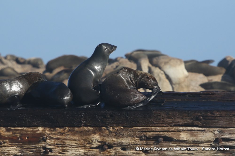 whale watching, gansbaai, south africa, fur seal