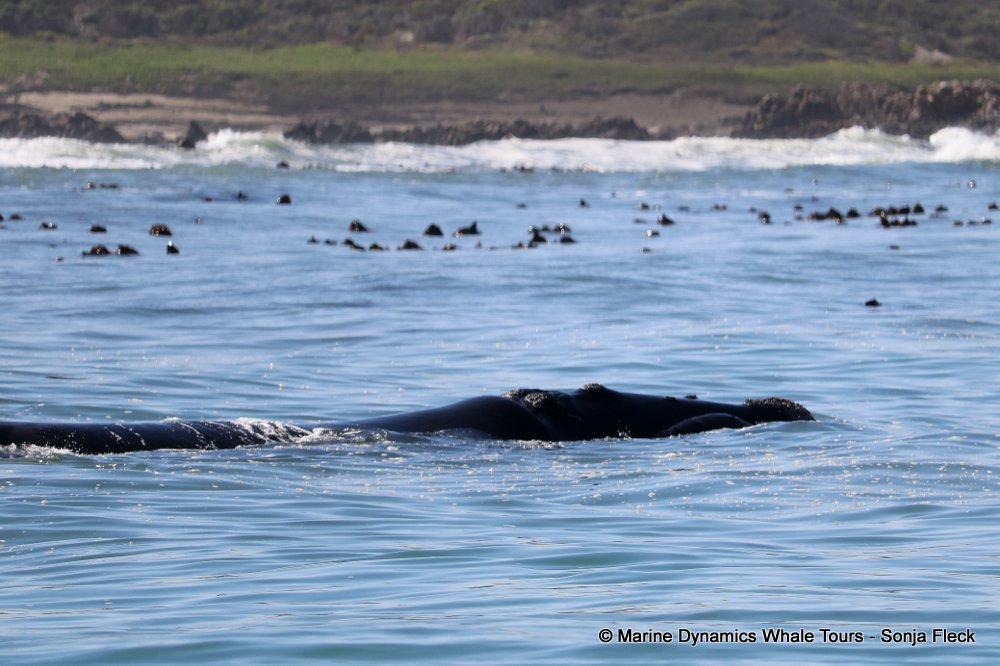 whale watching, gansbaai, south africa, Southern Right whale