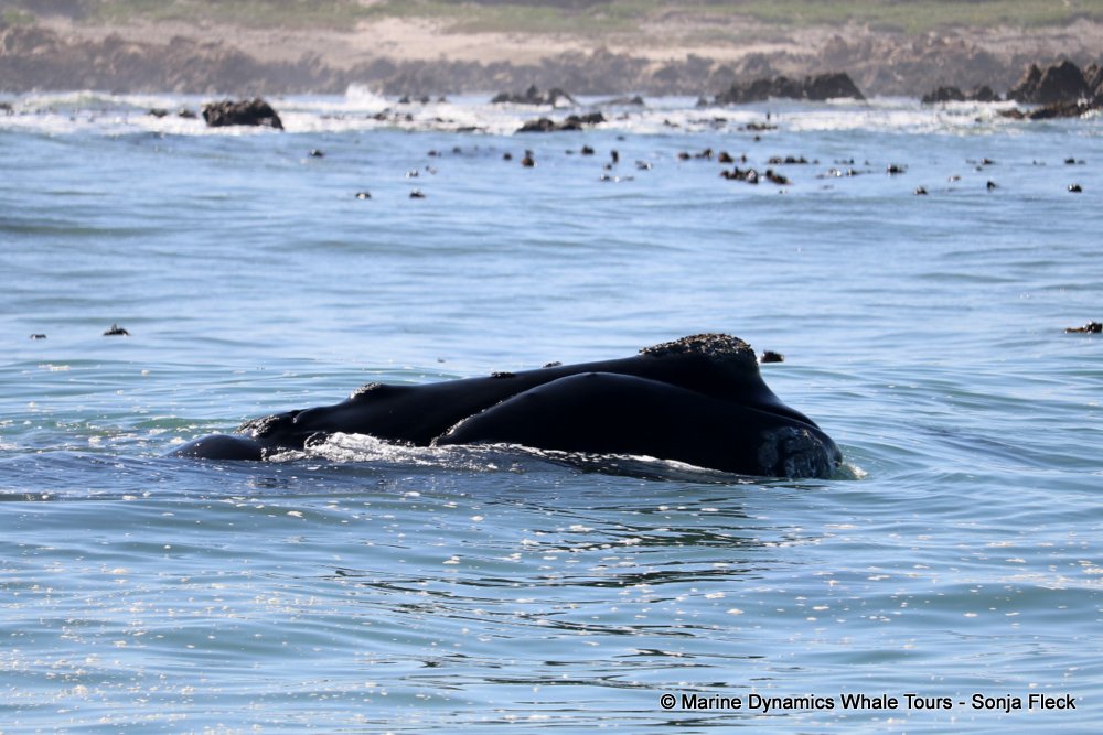 whale watching, gansbaai, south africa, Southern Right whale