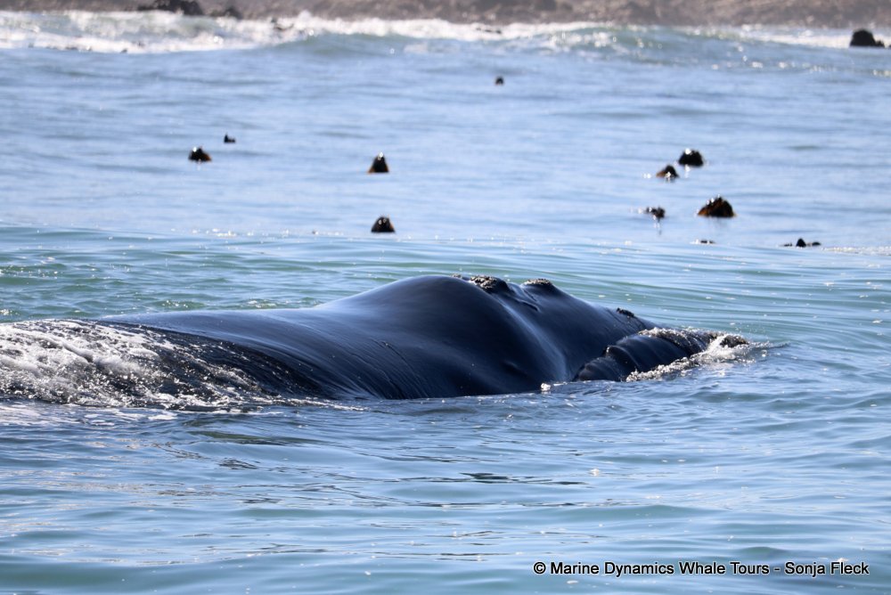 whale watching, gansbaai, south africa, Southern Right whale