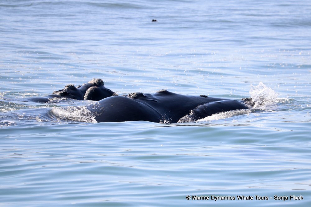 whale watching, gansbaai, south africa, Southern Right whale